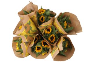 ‘Sunrich – Van Gogh’s Favorite’ sunflower moves into Europe