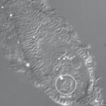 egg cell, seen through microscope